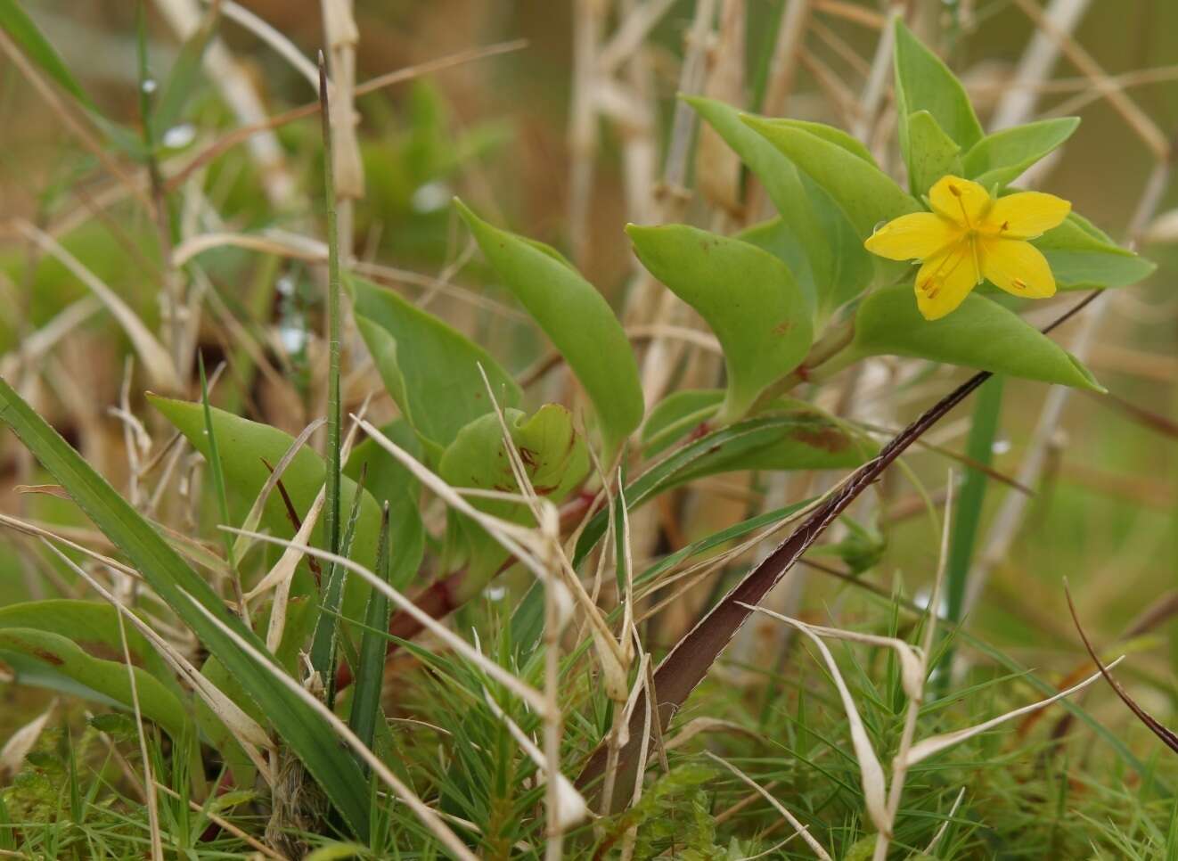 Image of Hypericum foliosum Dryand. ex Ait.