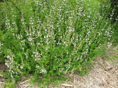 Image of red sage