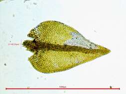 Plancia ëd Hygroamblystegium fluviatile Loeske 1903