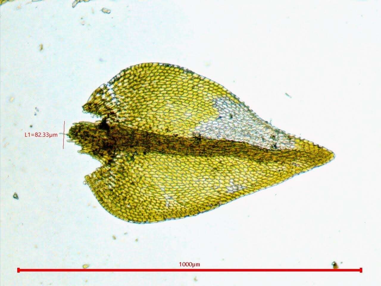 Plancia ëd Hygroamblystegium fluviatile Loeske 1903