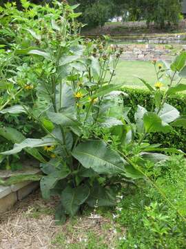 Image of Elecampane