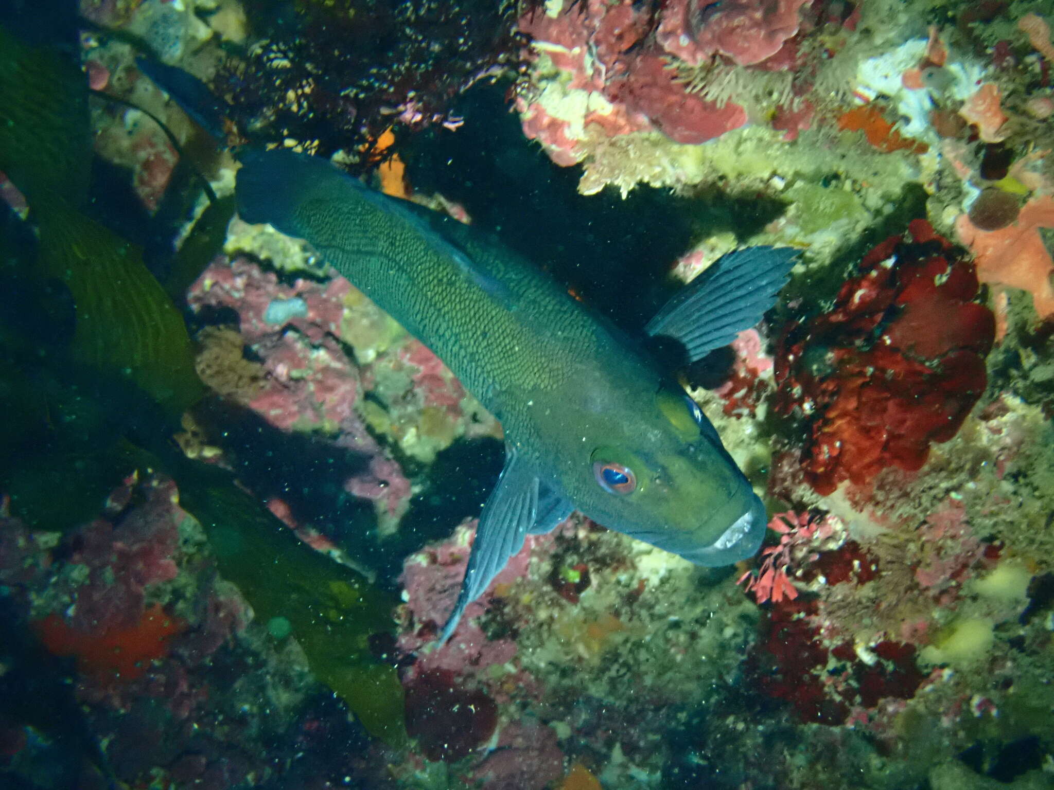 Image of Black-arse Cod
