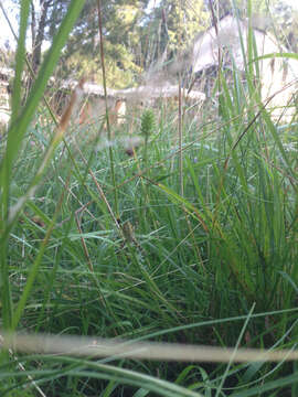 Image of Barbary Spider