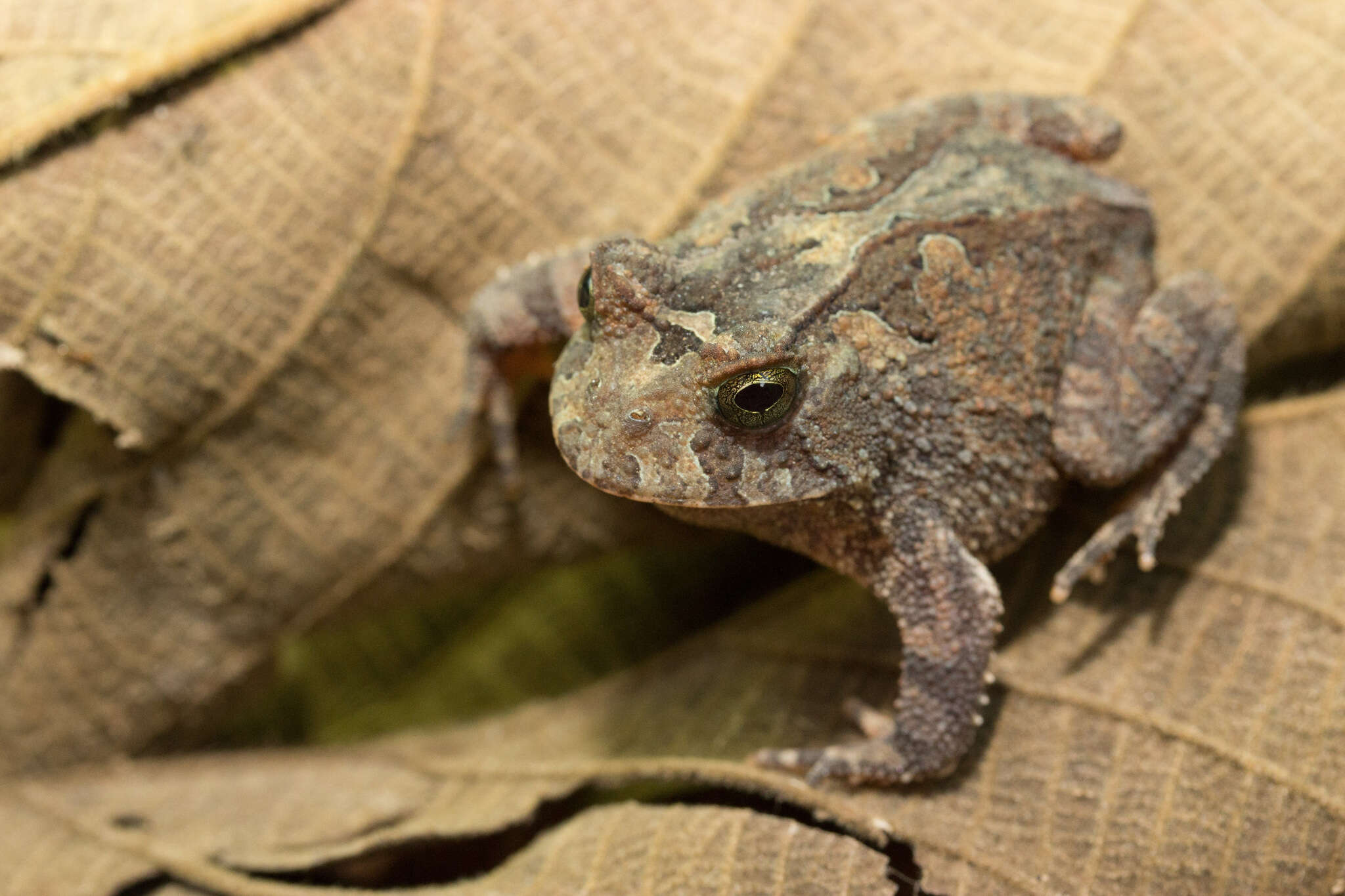 Image of Proceratophrys goyana (Miranda-Ribeiro 1937)