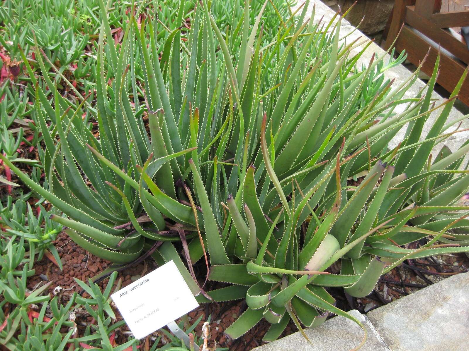 صورة Aloe succotrina Weston