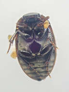 Image of Water scavenger beetle