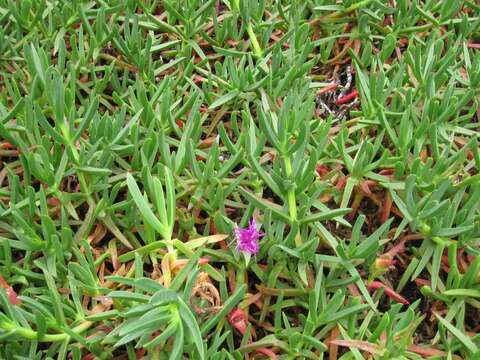 Image of Carpobrotus acinaciformis (L.) L. Bol.