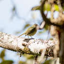 Image of Bolivian Tyrannulet