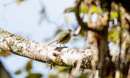 Zimmerius bolivianus (d'Orbigny 1840)的圖片