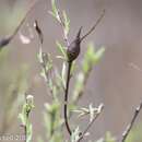 Image of Willow Beaked-Gall Midge