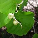 Image of Croton bernieri