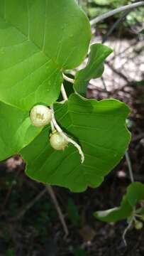 Image of Croton bernieri