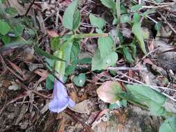 صورة Torenia asiatica L.