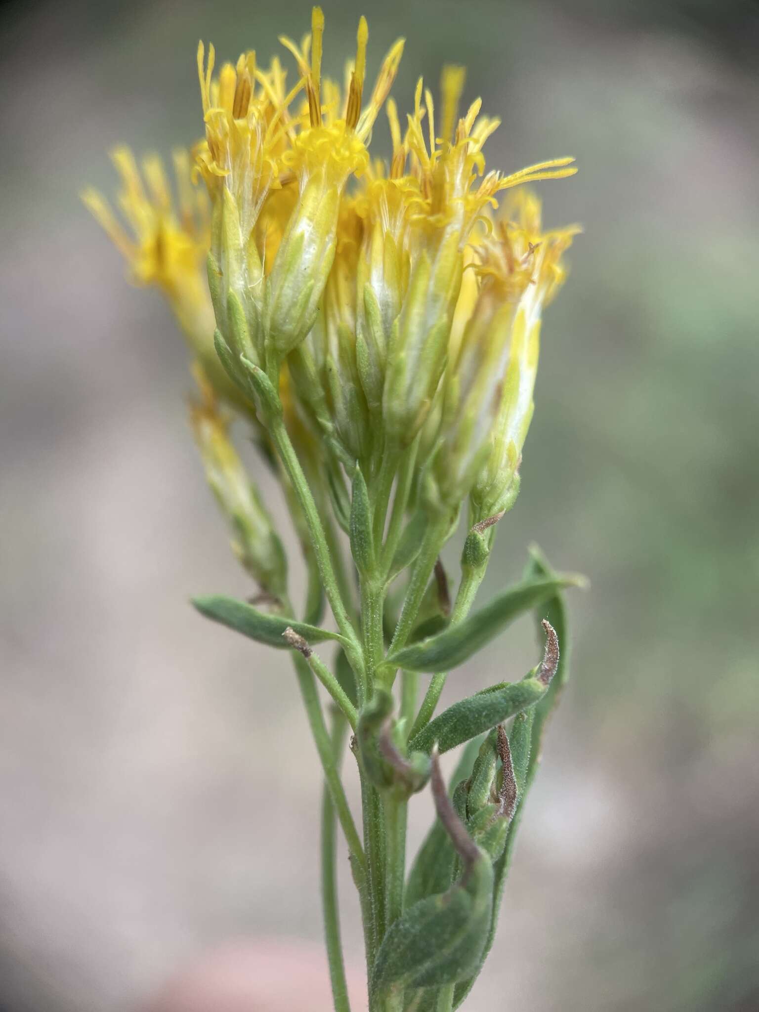 Image of yellow rabbitbrush