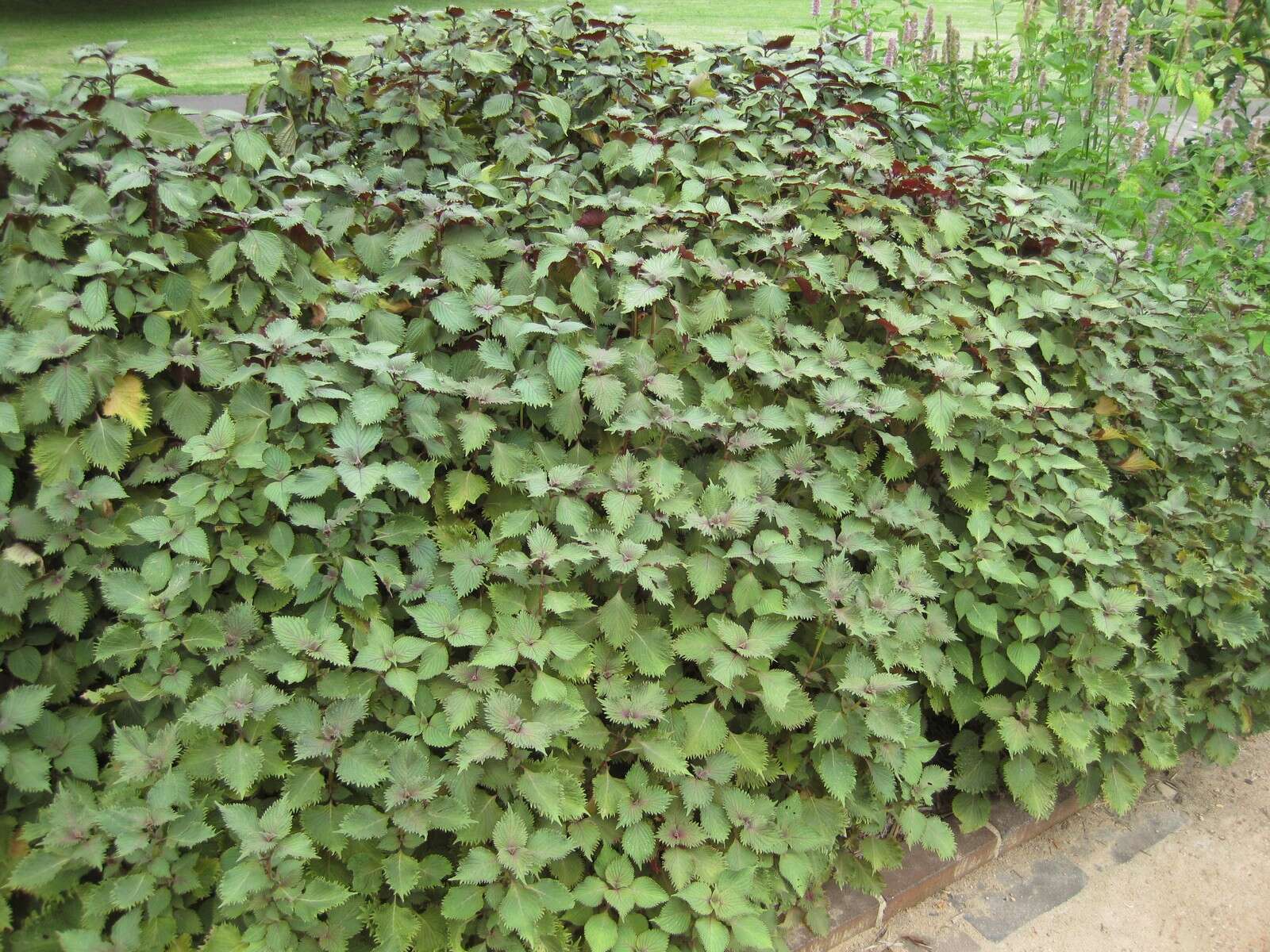 Image of beefsteakplant
