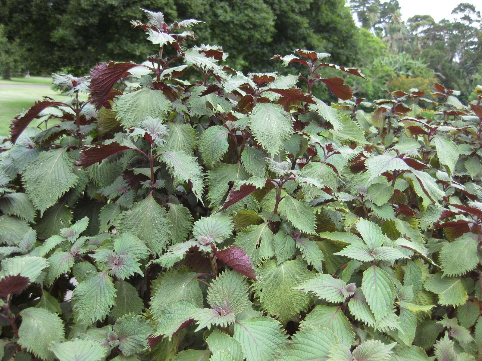 Imagem de Perilla frutescens var. crispa (Thunb.) H. Deane