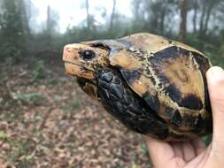 Image of Impressed Tortoise