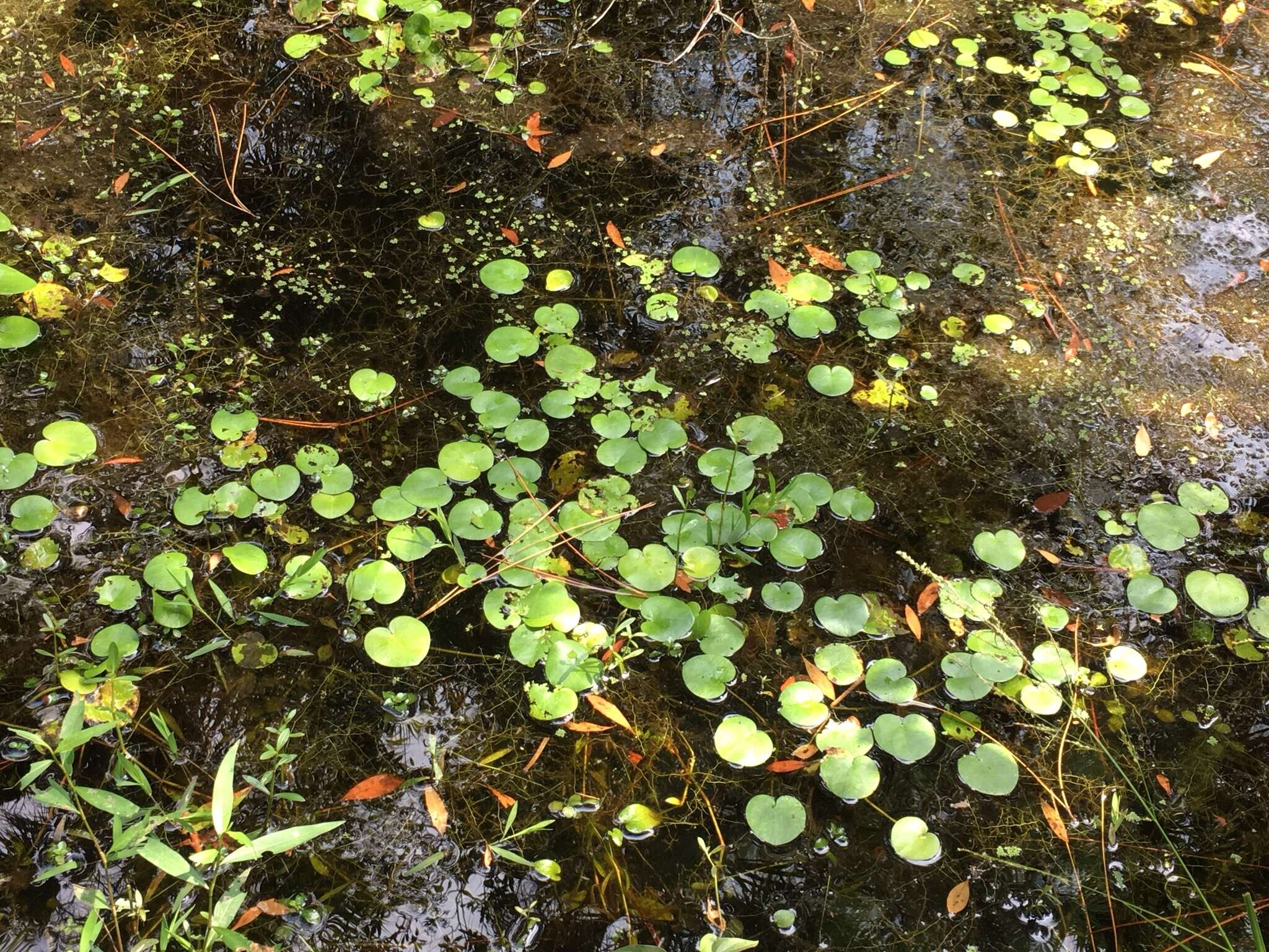 Слика од Limnobium spongia (Bosc) Steud.