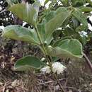 Image of Psidium grandifolium Mart. ex DC.