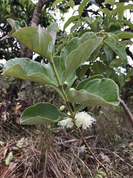 صورة Psidium grandifolium Mart. ex DC.