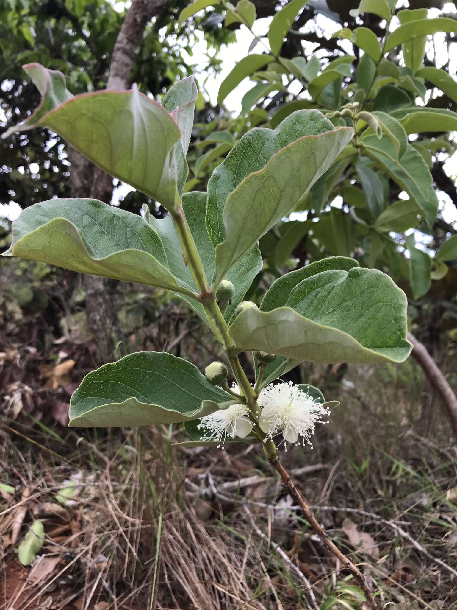 Image of Psidium grandifolium Mart. ex DC.