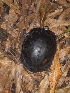 Image of black marsh turtle