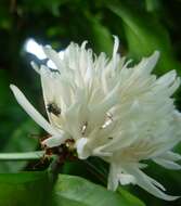 Image of stingless bee