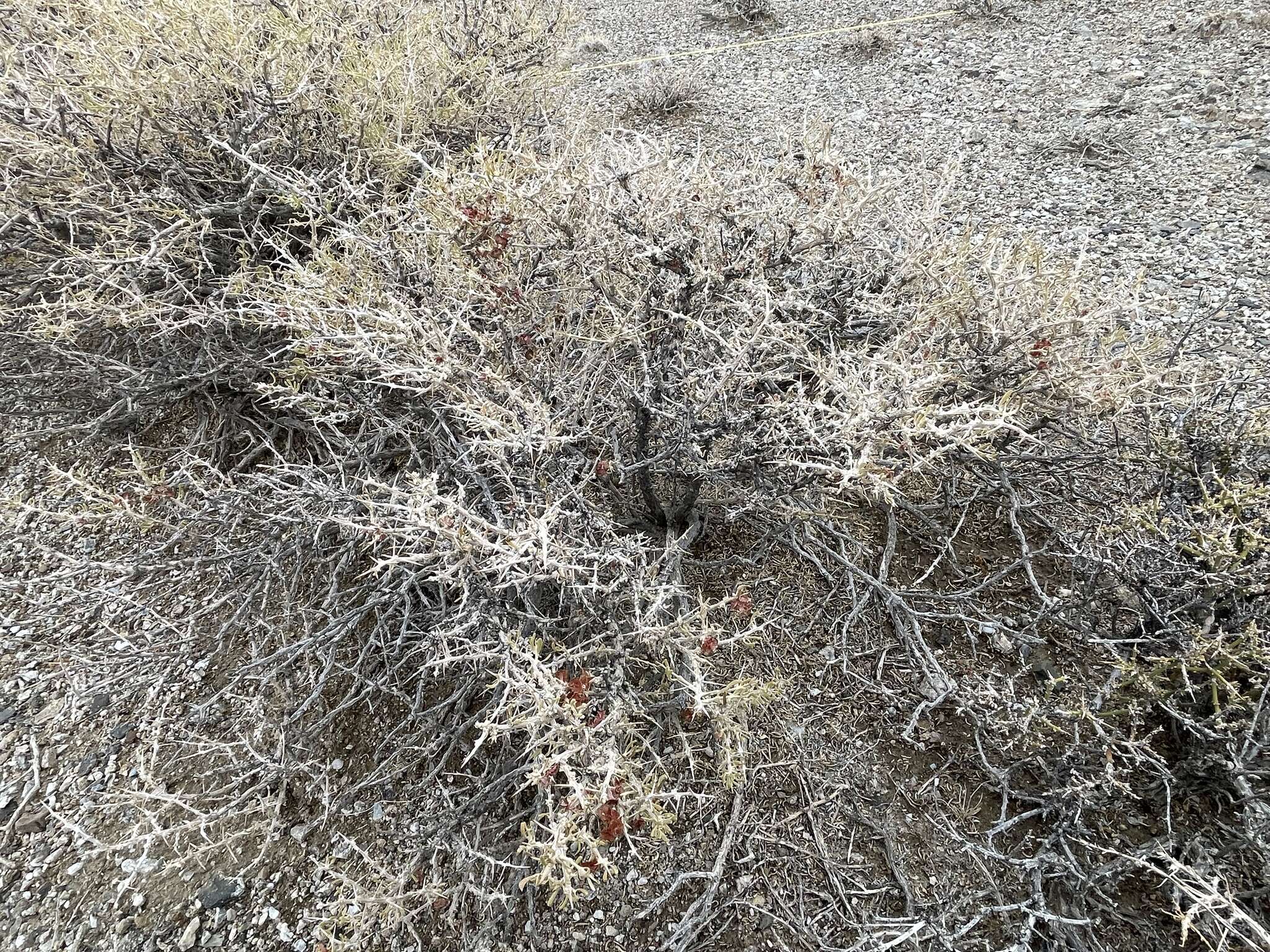 Image of Bailey's greasewood