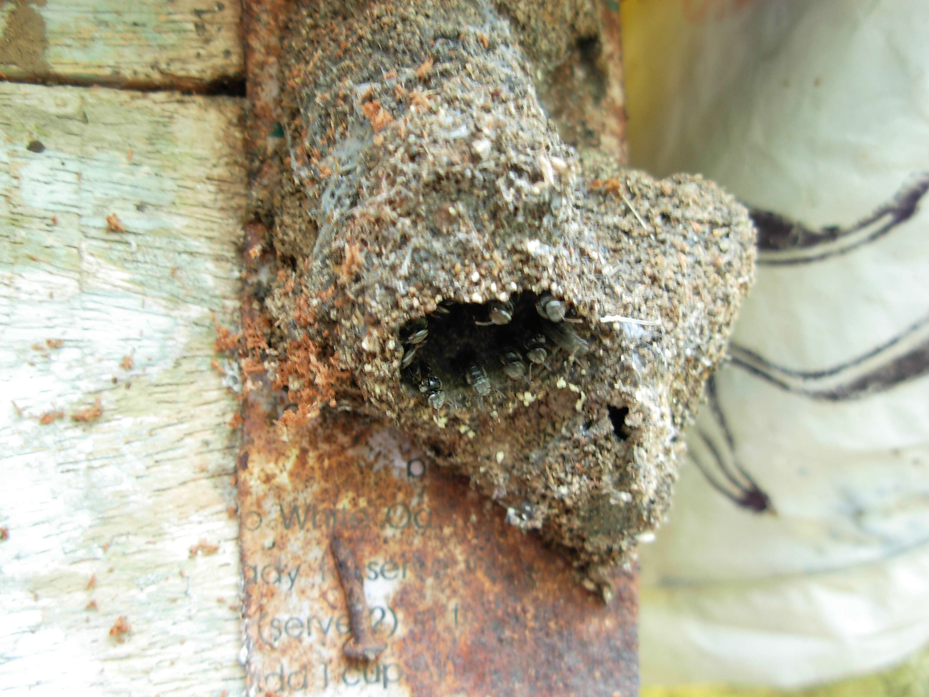 Image of stingless bee