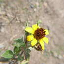 Imagem de Encelia canescens Lam.