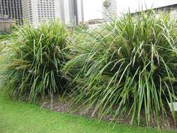 Image of Lomandra hystrix (R. Br.) L. R. Fraser & Vickery