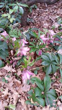 Image of lenten-rose