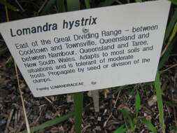 Image of Lomandra hystrix (R. Br.) L. R. Fraser & Vickery