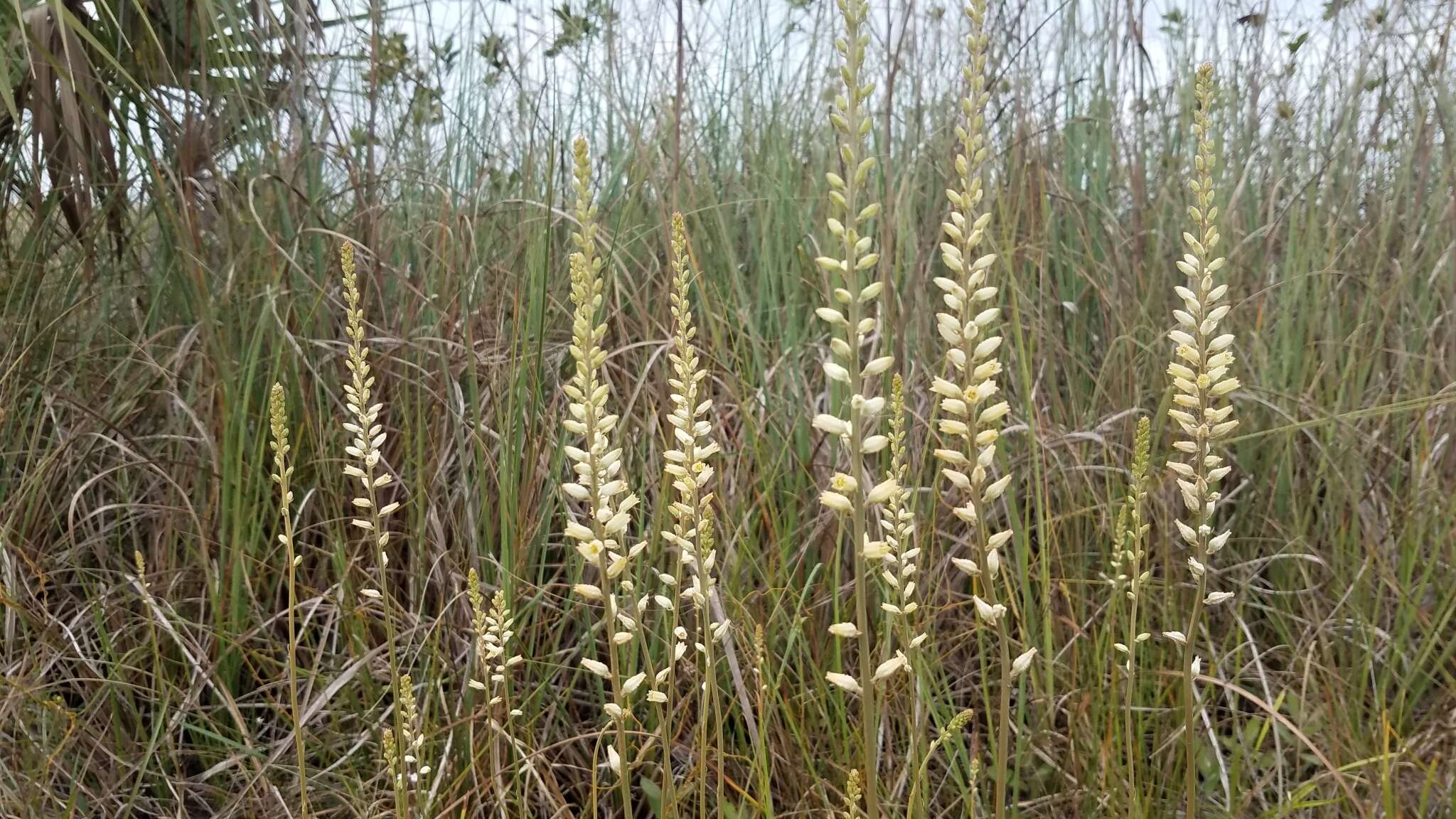 Image of Bracted Colicroot