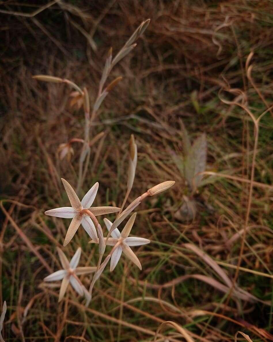 Image of Hesperantha longicollis Baker