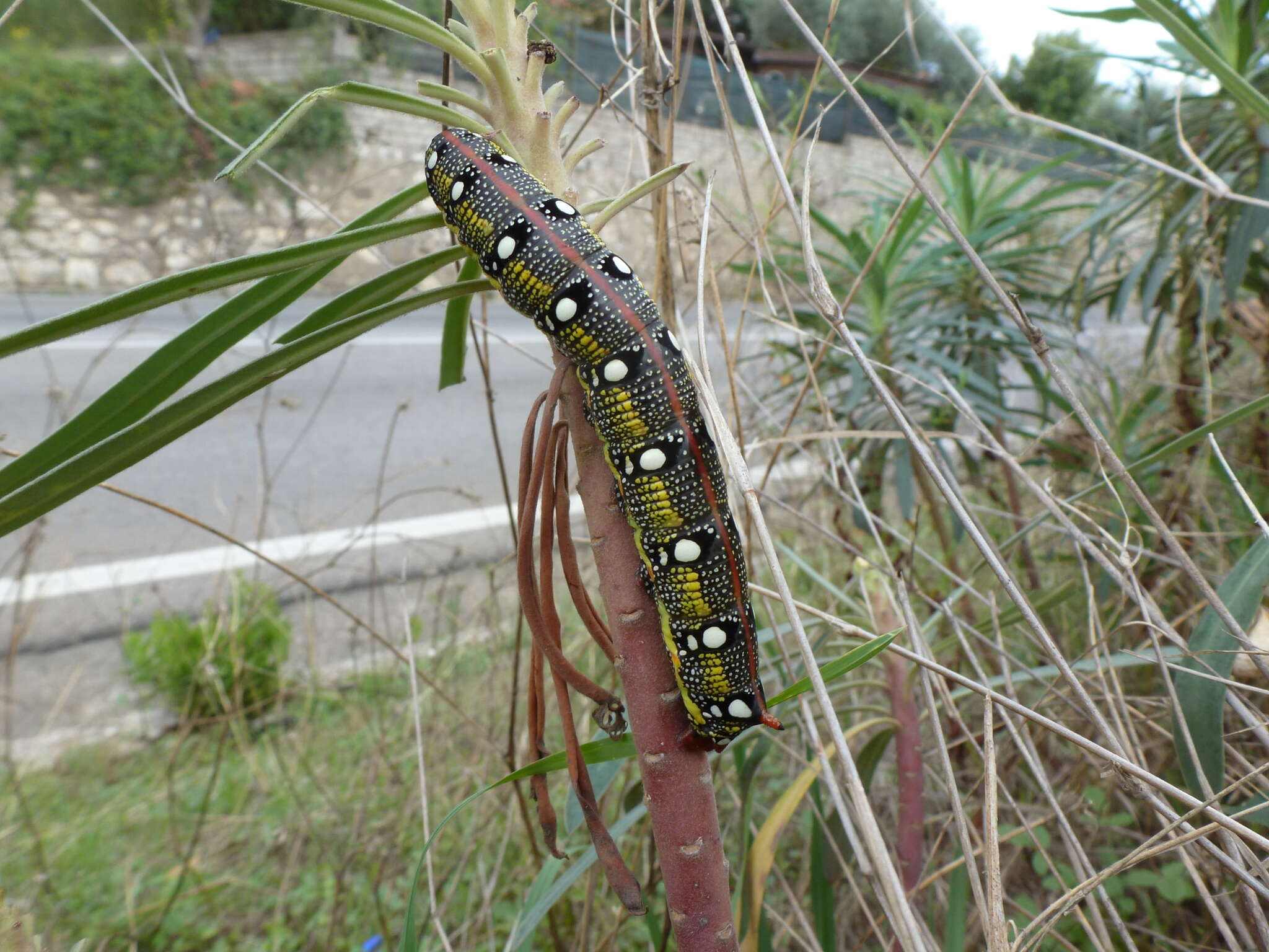 Image of Spurge Hawk Moth