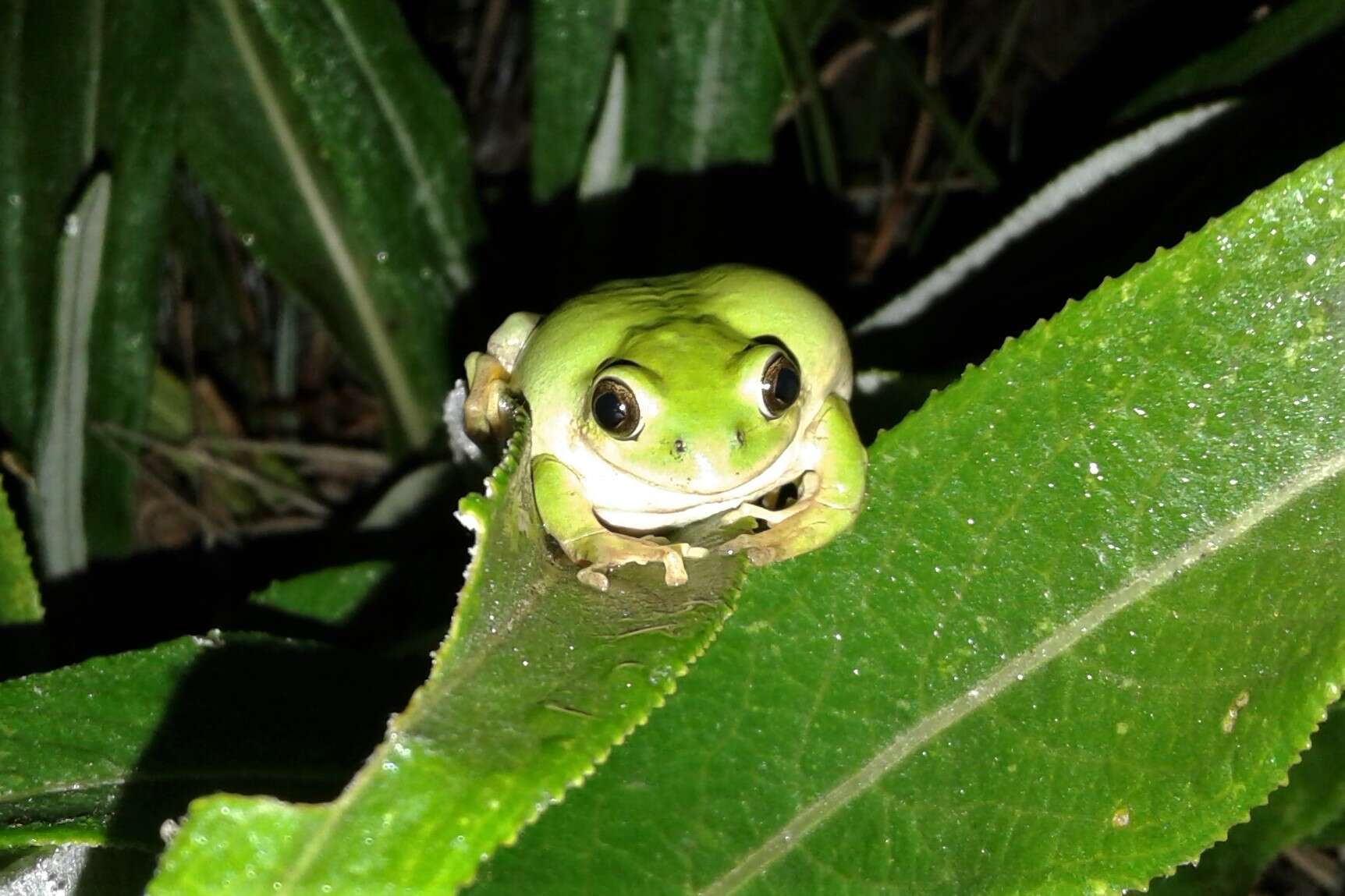 Image de Leptopelis xenodactylus Poynton 1963