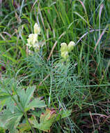 Image of yellow monkshood