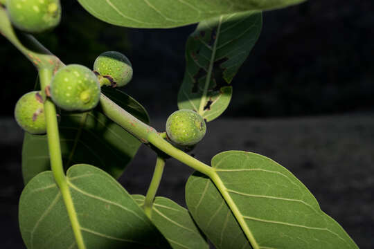 Ficus crocata (Miq.) Mart. ex Miq.的圖片