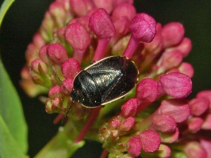 Image of White-margined Burrower Bug