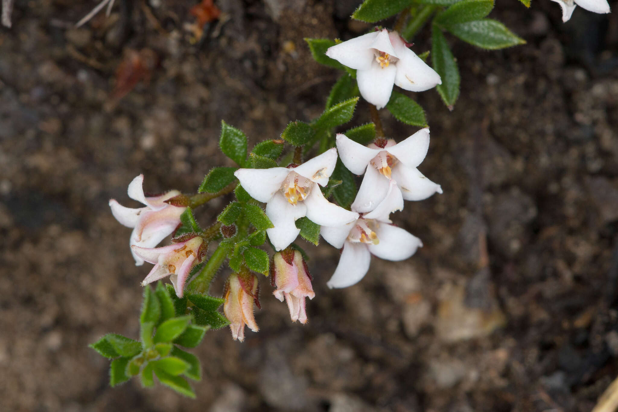 Cyanothamnus nanus var. pubescens的圖片