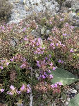 Image of Thymus calcareus Klokov & Des.-Shost.