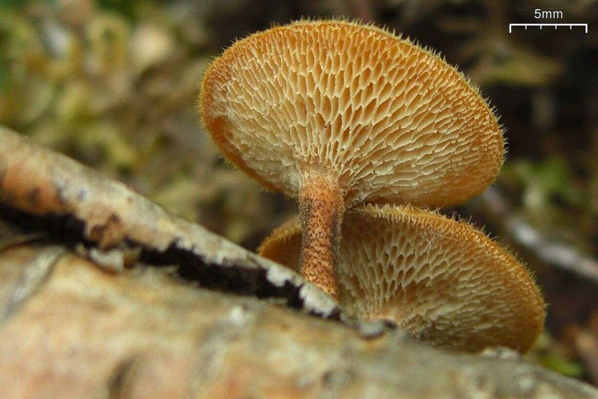 Image of Lentinus arcularius (Batsch) Zmitr. 2010