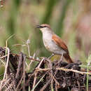 Image of Yellow-chinned Spinetail