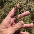 Image of Pine-Barren Fluff Grass