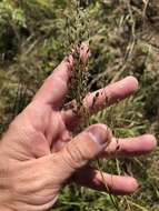 Image of Pine-Barren Fluff Grass