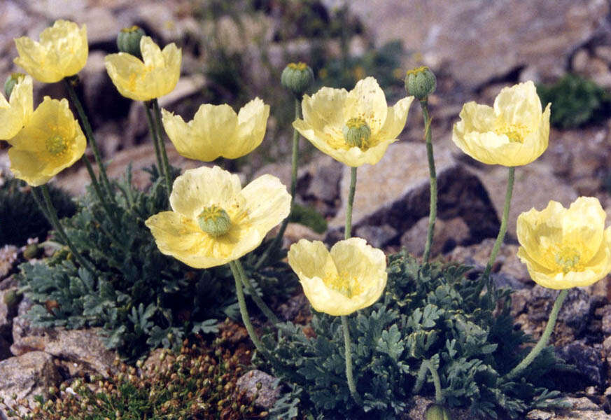 Image of Iceland Poppy