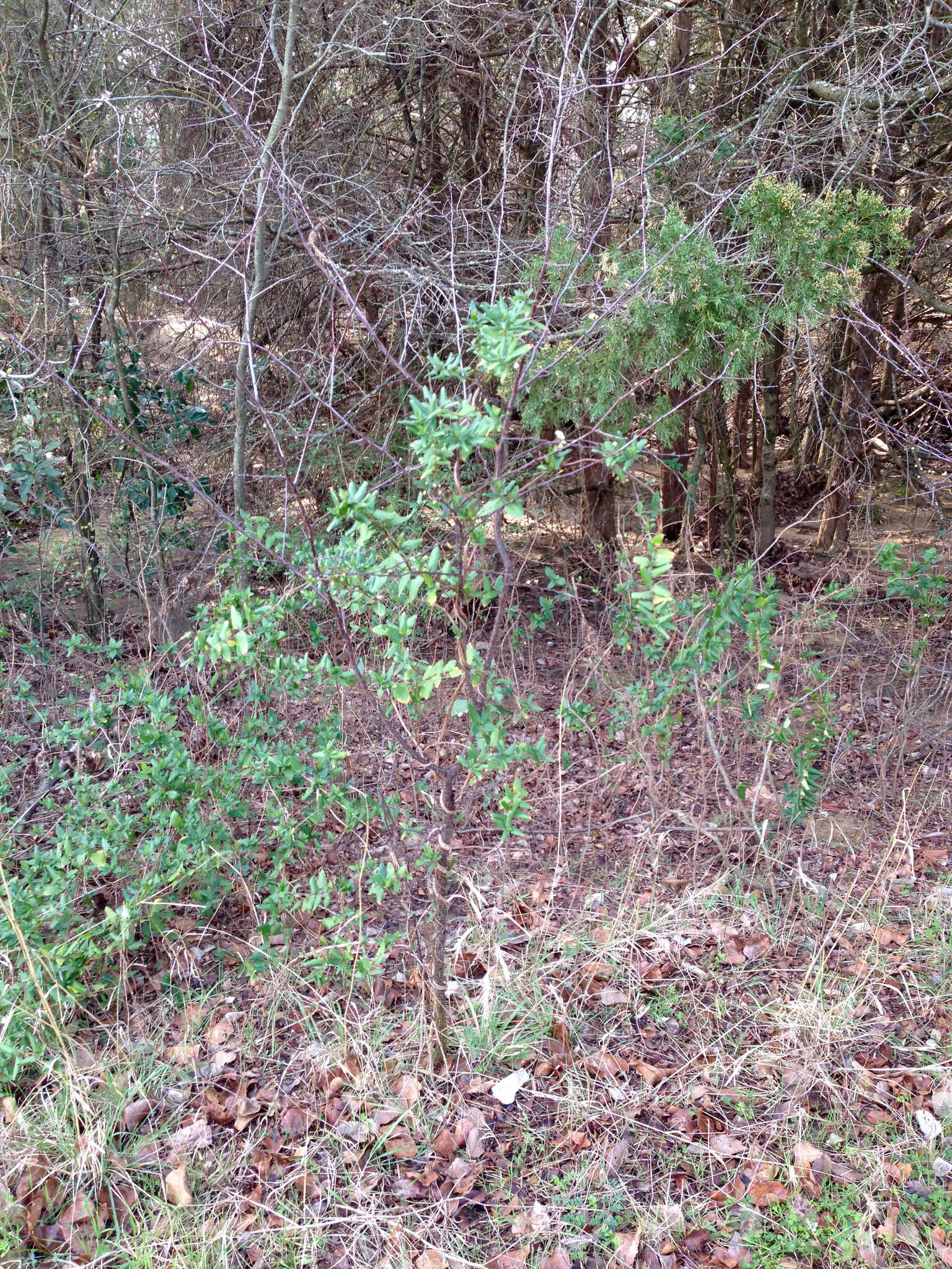 Sivun Prunus angustifolia Marsh. kuva