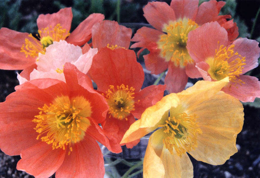 Imagem de Papaver alpinum L.