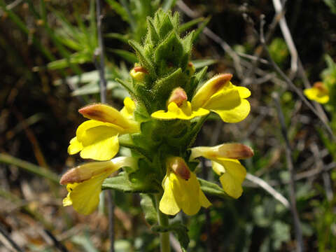 Image of Yellow Glandweed